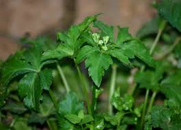 Image result for Sanicula elata