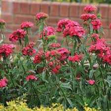 There's nothing like seeing the first flowers of spring to raise your spirits after a long, dark winter. 6 Flowers To Plant For A Spectacular Spring Seasons The Gardener The Gardener