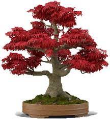 This is most likely because of the seasonal changes that the maple bonsai tree goes through. Amazon Com Bonsai Tree Seeds Japanese Red Maple 20 Seeds Highly Prized For Bonsai Japanese Maple Tree Seeds Acer Palmatum 20 Seeds Garden Outdoor