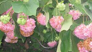 Image result for Dombeya lastii