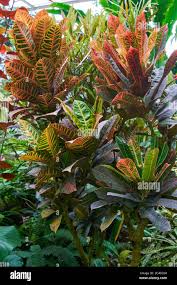 Image result for Croton dichogamus