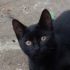 Image result for pokoutnik st job 