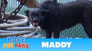 In the adoption packet you take home, the center provides a pet protection agreement. Homeless Dog Told Us To Leave Her Alone Or She Will Bite Youtube