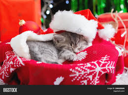 Check out our christmas kitten selection for the very best in unique or custom, handmade pieces from our shops. Sleeping Christmas Cat Image Photo Free Trial Bigstock