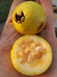 Image result for Psidium