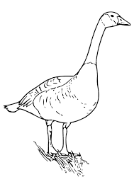 Goose coloring page to color, print or download. Goose Coloring Pages Books 100 Free And Printable