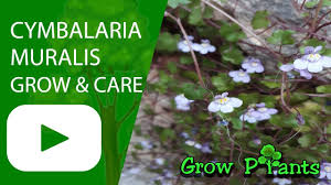 Image result for Cymbalaria muralis