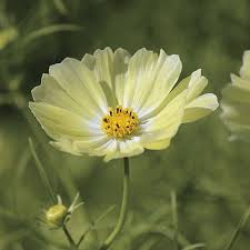 Das Gelbfarbene Schmuckkorbchen Sunset Yellow Cosmos Bipinnatus Wird 80 Cm Hoch Und Bevorzugt Einen Sonnigen Pl Kosmos Blumen Schmuckkorbchen Schone Blumen