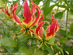 Image result for Gloriosa sessiliflora