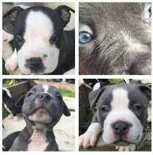 While beautiful, this can lead to health problems. Blue Black Blue Nose Pitbull Puppies Blue Pit Bulls For Sale In Santa Rosa California Classified Americanlisted Com