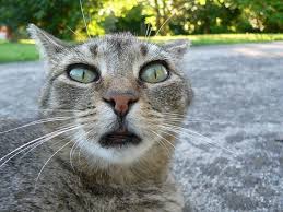 Kedi Forum Sayfalarindaki Beyin Yakan Sorular Suzionline