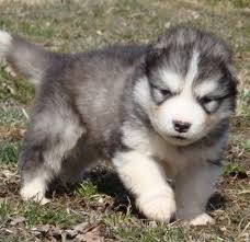 We did not find results for: Cute Healthy F M Alaskan Malamute Puppies For Provo Us En Oc2o