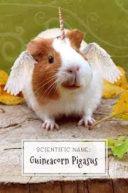 Usually, binomial nomenclature is followed, which includes genus name and specific epithet. Scientific Name Guineacorn Pigasus Guinea Pig Unicorn Lover Journal Cute Notebook Factory 9781727379587 Amazon Com Books