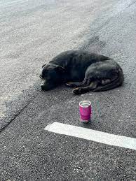 Who can help rescue a lost dog near 755 old peachtree road NW?