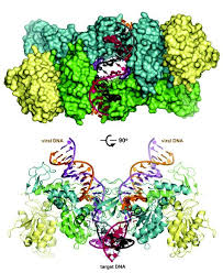 Image result for Integrase Strand Transfer Inhibitor