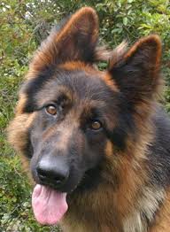 Bull terrier black and white. My Most Favorite Dog Breed Ever Long Haired German Shepherd Von Brentwood Is A Stunning Black And Red Lo Beliebte Hunderassen Schaferhunde Hunde Rassen
