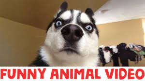 Impossible Try Not To Laugh Funny Animal Compilation Youtube And you can enjoy they in this video.