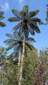 Image result for Cyathea thomsonii