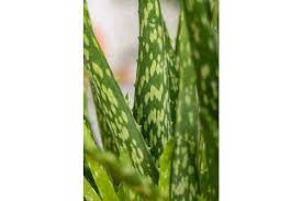 Eur 4,20 bis eur 18,80. Echte Aloe Topfgrosse O12cm Aloe Vera Kaufen Bei Coop Bau Hobby
