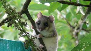 Dazu frisst er sich bis zum spätsommer winterspeck an und verdoppelt sein körpergewicht, um von oktober bis mai ohne nahrung auszukommen. Siebenschlafertag Am 27 06 2020 Aktuell So Wird Laut Siebenschlafer Das Sommer Wetter News De