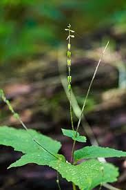 Image result for Fuirena leptostachya
