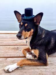 The Aristocrat Black Top Hat Your Choice Of Ribbon Color Etsy Dog Hat Black Top Hat Dog Top