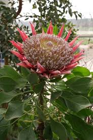 Image result for Protea cynaroides