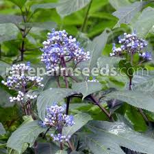 Image result for Hyparrhenia dichroa