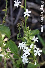 Image result for Plumbago zeylanica