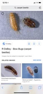 How to handle tiny brown worms in a toddler's diaper? Found A Bug On My Daughters Bed A Tiny Yellow Worm