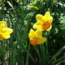 Narcissus Red Aria Photo By Neal Linville Narcissus Daffodils Plants