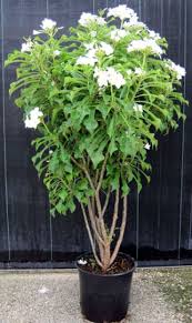 Sunshine Tropical Foliage Plumeria Pudica Plants Plumeria