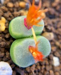 Image result for Conostomium