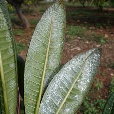 Se trata de insectos pertenecientes a la familia de los aleuródidos y las especies más importantes que conocemos como mosca blanca son las siguientes Como Acabar Con La Mosca Blanca De Las Plantas