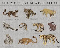 Cats From Argentina Cats Spotted Cat Big Cats