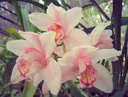 The tactile petals have a velvety feel. Which Flowers Last The Longest Once Cut Flower Press