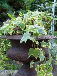 Lierre Dans Vase Medicis Beaux Jardins Vase Medicis Jardin De Ville