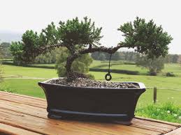It provides reliable growth control in plug production, where plants are sprayed with rates as high as 10 ppm, and on finished garden mums as a drench, with rates ranging from 1 to 6 ppm. Mums Juniperus Bonsai She Made The Swing From An Old Toy Car Bonsaiporn