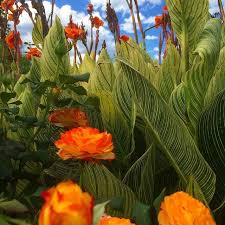 Rosa Tequila And Canna Bengal Tiger In The Hot Perennial Border Colour Match Tick Plantcombinations Cannas Ros Plants Deer Resistant Plants Xeriscape