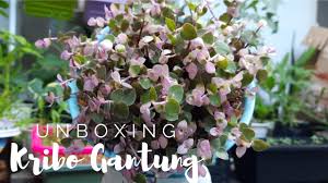 Namun, membeli tanaman hias secara online mungkin tidak senyaman jika. Unboxing Kribo Gantung Beli Tanaman Hias Online Youtube