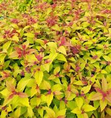 Image result for Spiraea bumalda