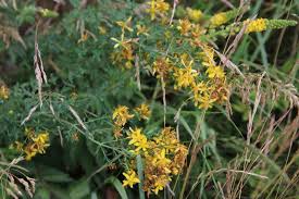 Image result for Hypericum aethiopicum