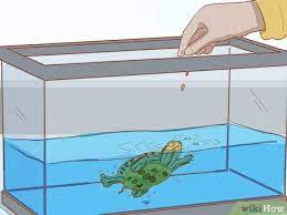 When they were in the egg, that yolk sack was their food, and it will continue to be their food. 4 Ways To Take Care Of Baby Water Turtles Wikihow