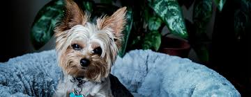 Are you a new pet parent, or looking to bolster your pet care skills? Orlando Animal Hospital Silver Star Animal Hospital Vet Orlando Fl Home