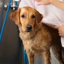 (redirected from puppy love (bow wow song)). Camp Bow Wow Avondale Pa Dog Day Care Center Avondale Pennsylvania 820 Photos Facebook