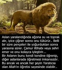 Nese Nin Gozdeleri Biliyor Muydunuz Bilgi Alintilari Egitim