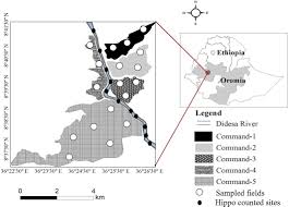 Image result for Orthosiphon schimperi