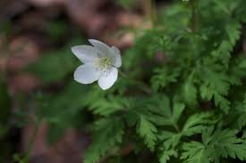 Image result for Aneilema nicholsonii