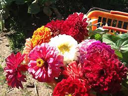 Apple, peaches, blueberrys and raspberrys in season, pick your own, fresh fruit baskets,. Pick Your Own Beautiful Flowers At Scott S Farm In Essex Ct