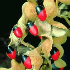 Image result for Erythrina madagascariensis